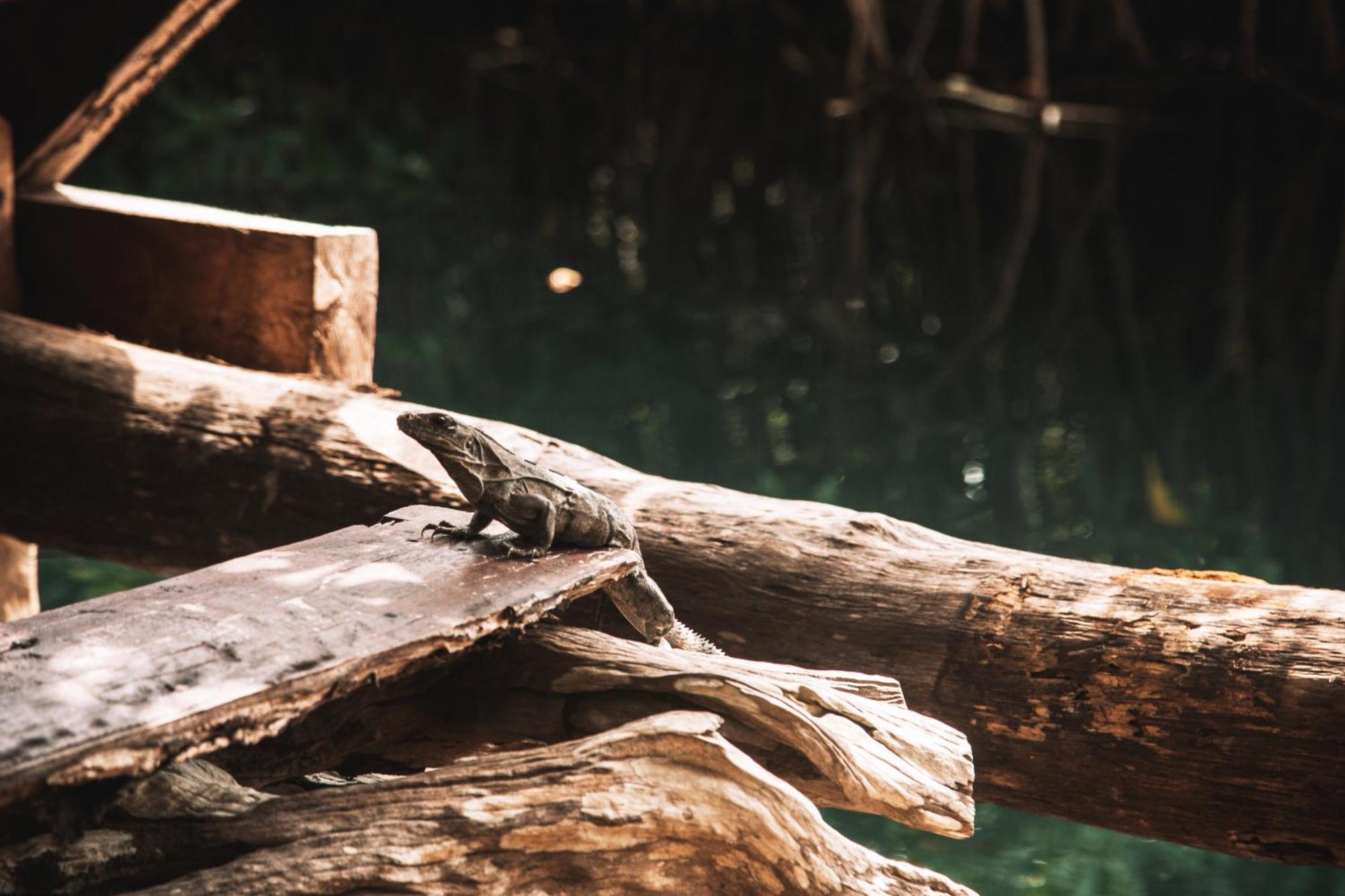 Hotel Uman Glamping & Cenote Tulum Zewnętrze zdjęcie